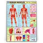 Human Muscles Chart